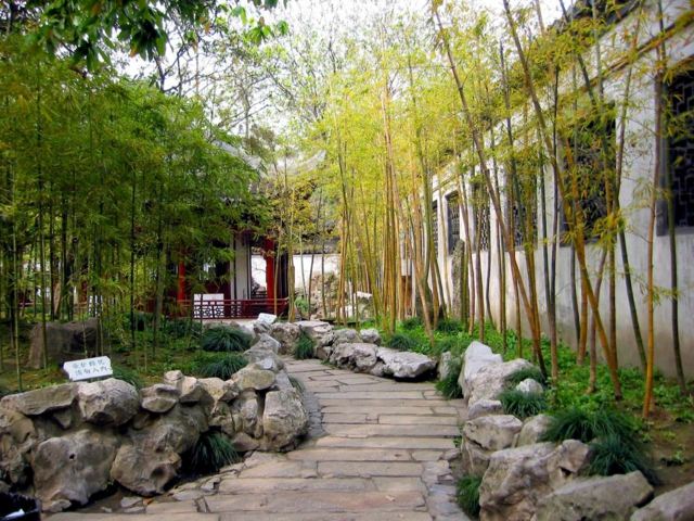 planter bambou jardin moderne