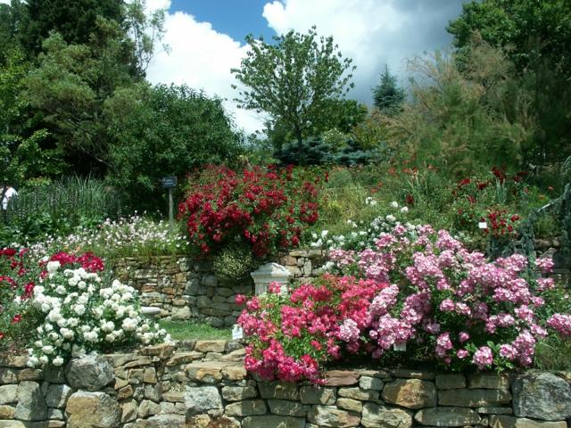 arbustes couleurs differentes jardin pierres
