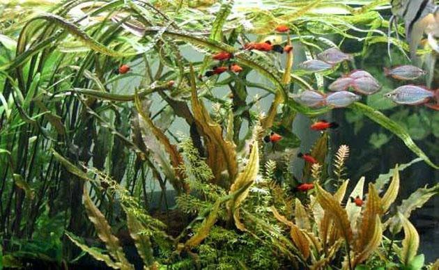 aquarium belle decoration plantes