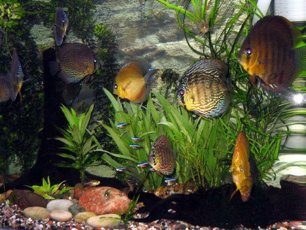 aquarium poissons plantes aquatiques