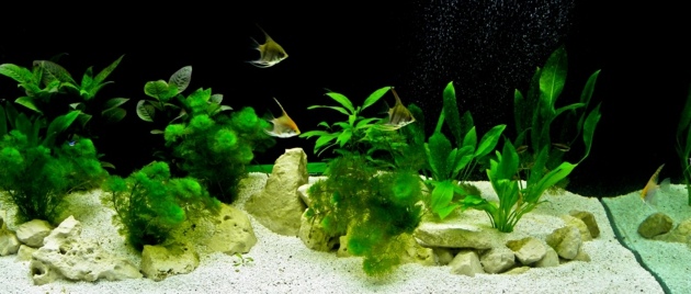 aquarium spacieux long  plantes aquatiques
