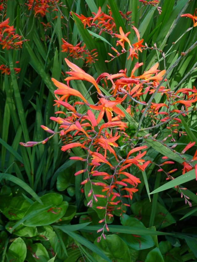 fleurs originales couleur orange