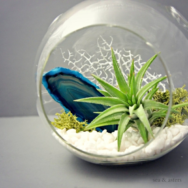 terrarium sphere verre plantes succulentes Sea Asters