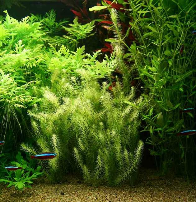 vue aquarium belles plantes vertes