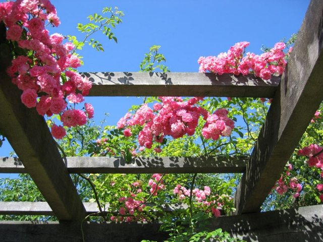 zoom pergola arbuste fleurs rose
