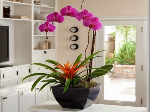 decoration cuisine orchidee pot