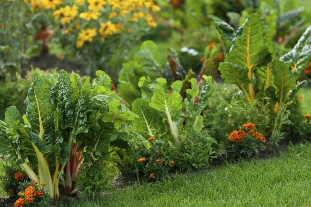aménager jardin permaculture amitiés vegetales