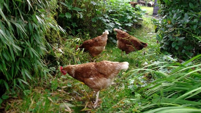 aménager jardin permaculture poules insectivores