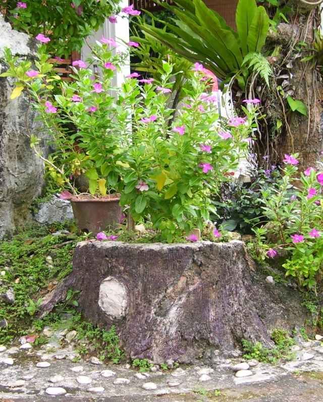 decoration originale jardin exotique plantes