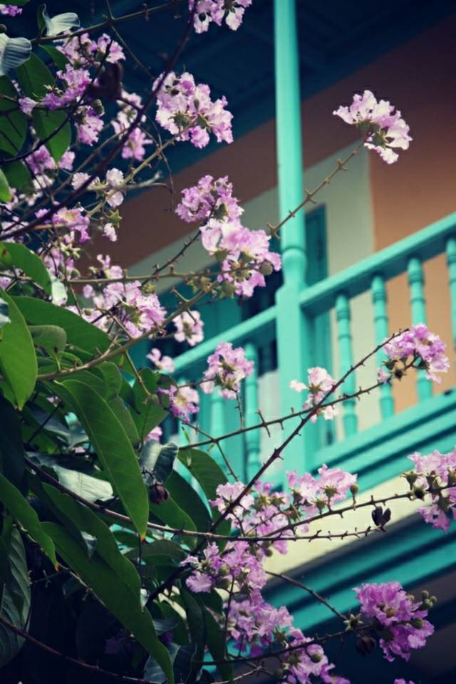 idées design terrasse déco san juan puerto rico balcon fleurs violet peinture