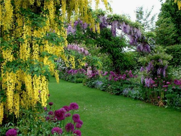 jardin glycines jaune violet
