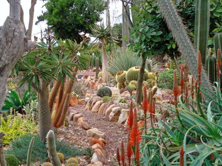 jardin moderne plantes succulantes