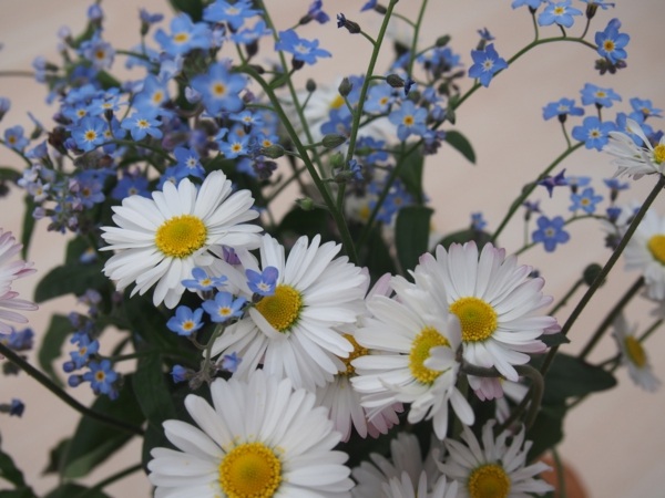 air de fête bouquet pâquerettes petites fleurs bleues lithodora