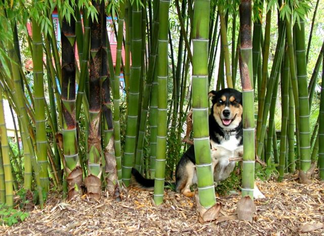 haie jardin bambou