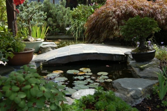 jardin zen bassin aquatique
