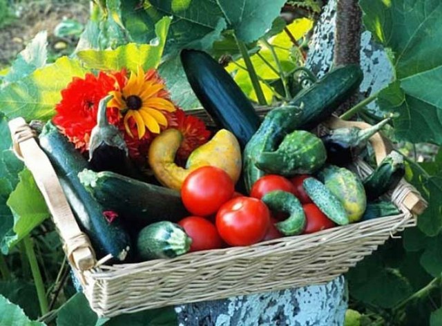 légumes de saison culture balcon