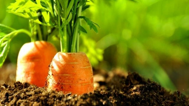 légumes de saison faciles carottes