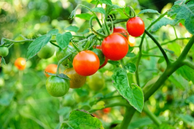 légumes de saison petites tomates grappes