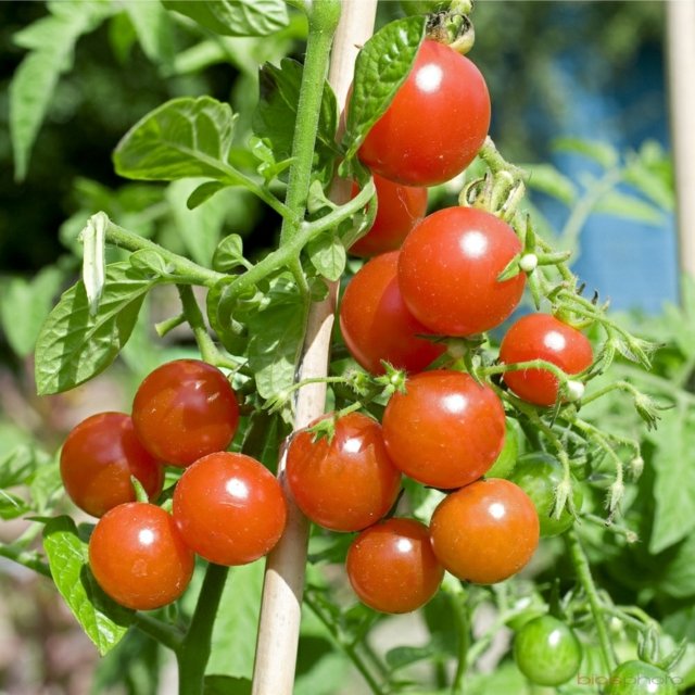 légumes de saison délicieux tomates