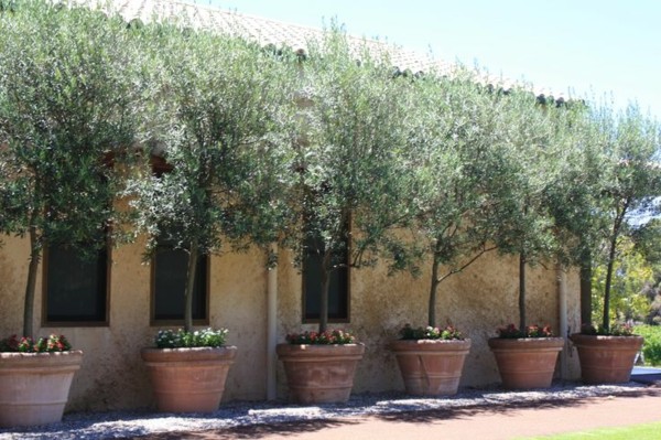 aménagement paysager oliviers pots
