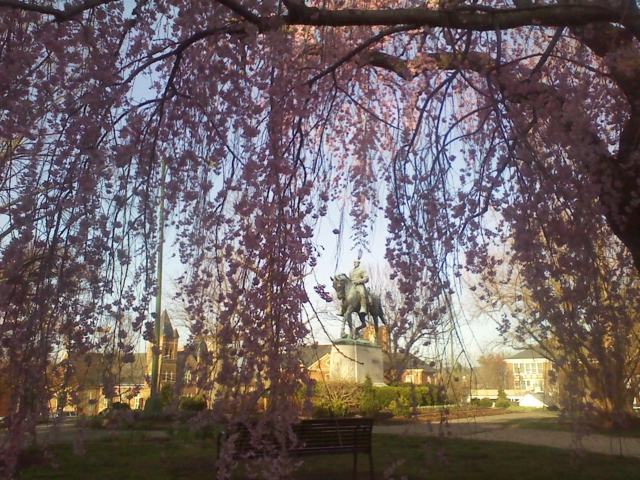 arbre saule pleureur fleuri au printemps