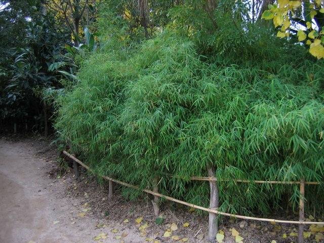 planter bambou jardin entretien bambou 