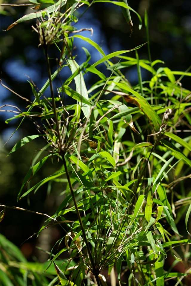 bambou de jardin Yushania rhizome 