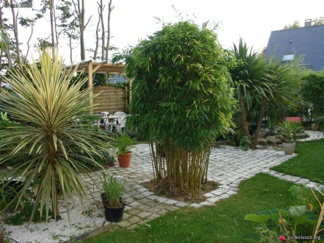plantation de bambou de jardin 
