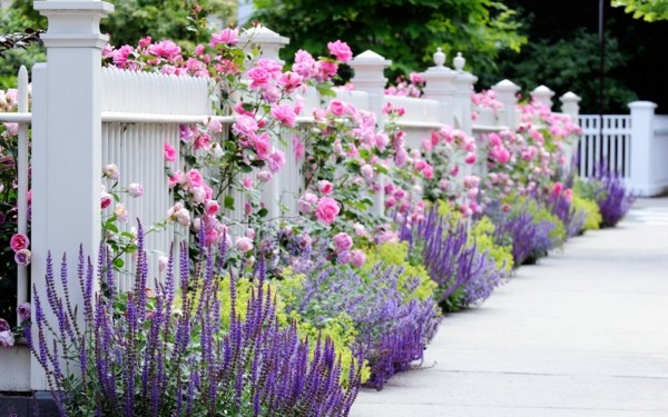 Brise vue jardin clôture de jardin blanche bois mignon fleurs 