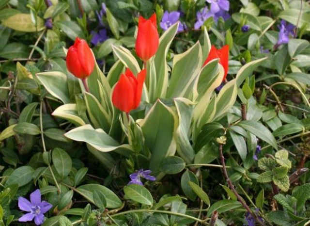 culture tulipes rouges