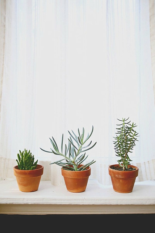 deco minimaliste plantes interieur