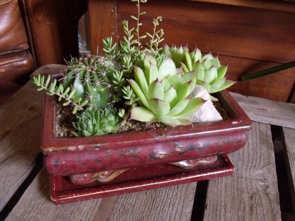 pot fleurs plante succulente cactus entretien 