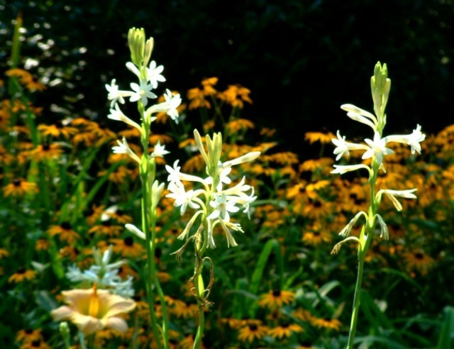 fleurs tubereuse ornant jardin