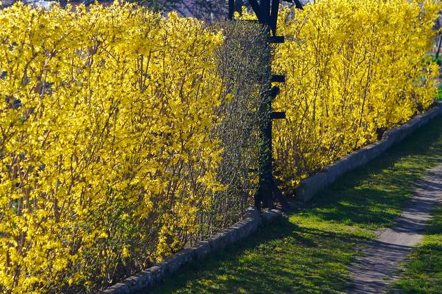 haie vive fleurie jaune cloture jardin idée écologique naturelle