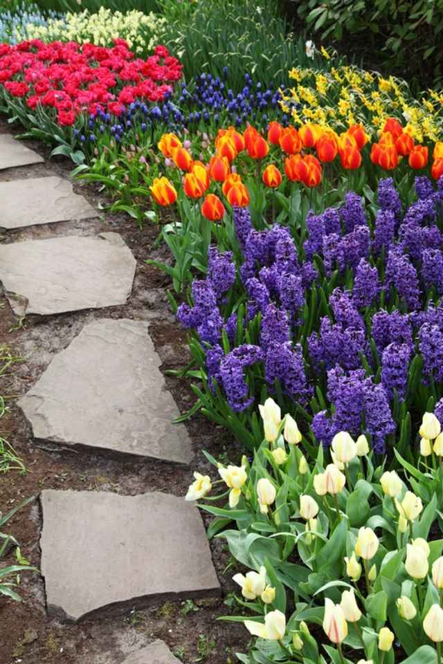 fleurs jardin constraste tulipes idée faire son jardin paysager