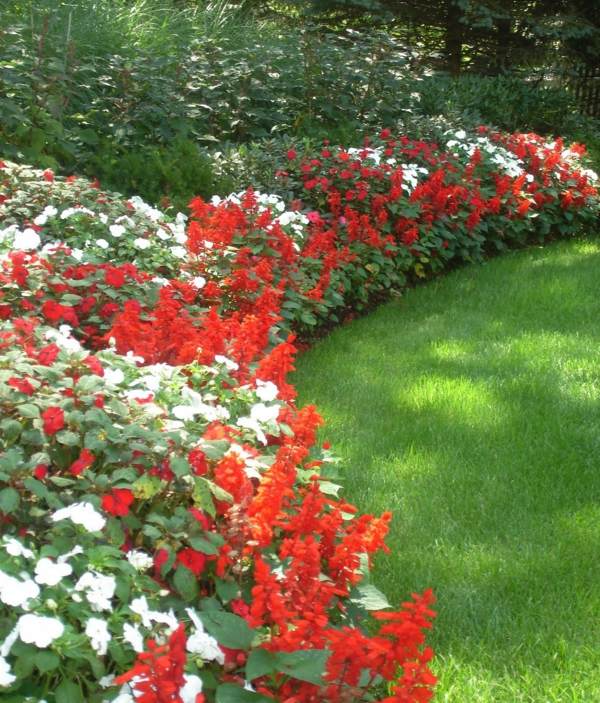 jardin plantes fleurs rouge blanc