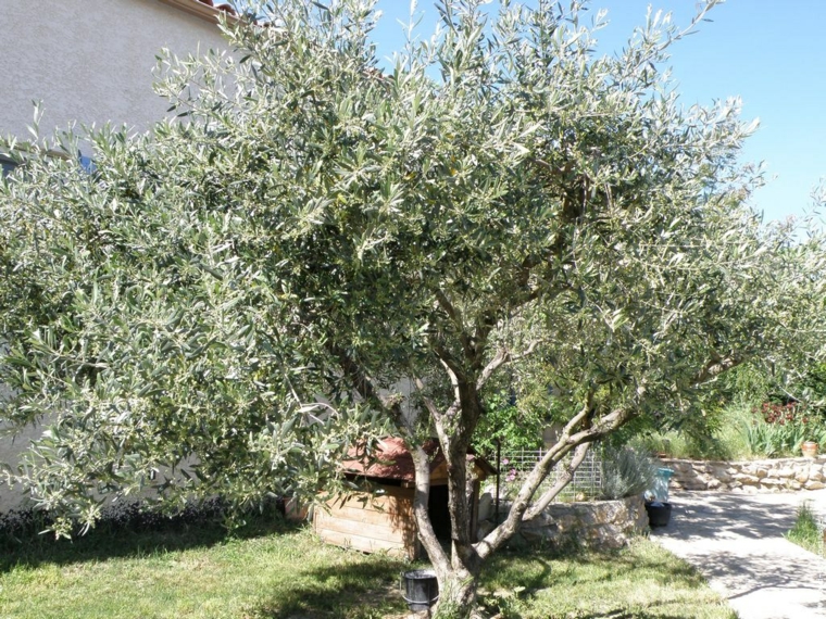 planter un arbre jardin olivier arbre persistant longue durée