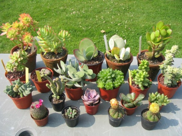 succulente entretien cactus plante grasse 
