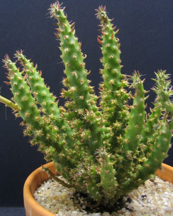 cactus entretien plante grasse d'intérieur 
