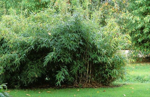 jardin aménagement extérieur bambou Fargesia