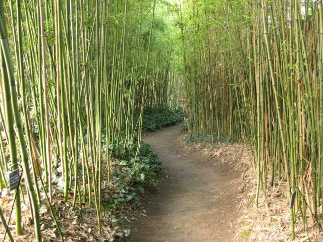 bambou entretien jardin haie 