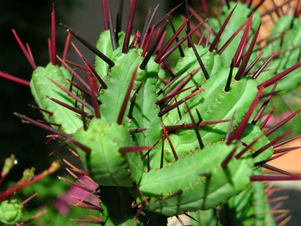 cactus plante grasse intérieur appartement entretien