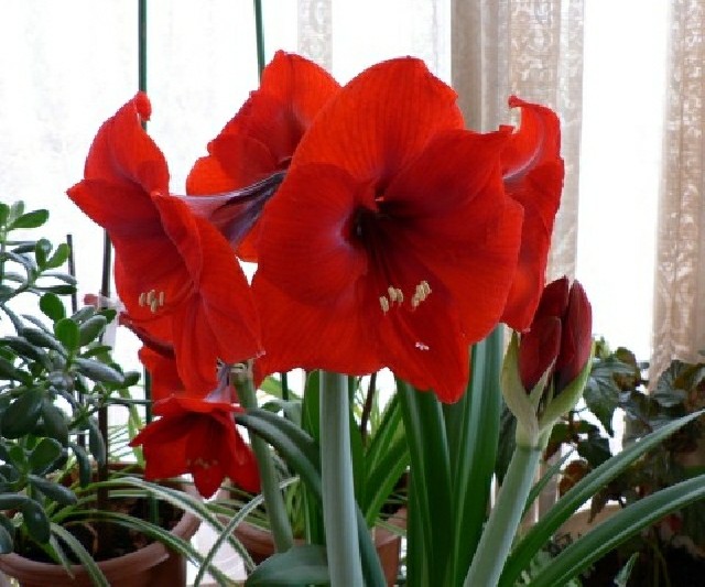 plantes toxique intérieur appart rouge Amaryllis