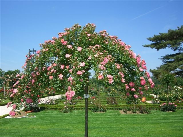 rosier jolie idée arbres pleureurs jardin arbre à feuillage persistant 