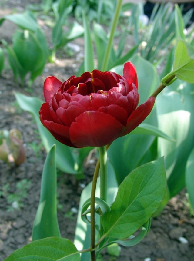 tulipe double hollandaise