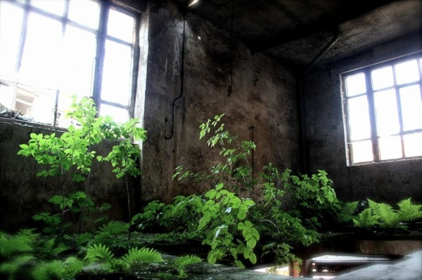 végétation envahissante bâtiment abandonné