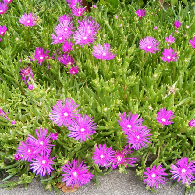 zoom petites fleurs violettes