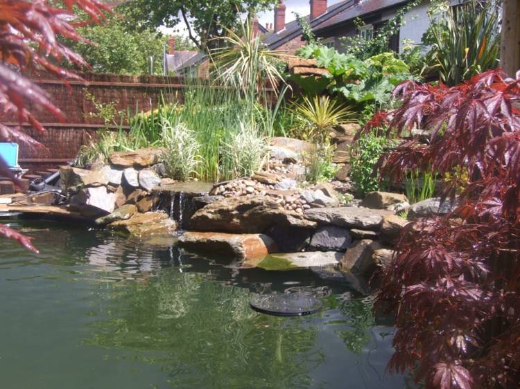 bassin jardin plantes aquatiques 