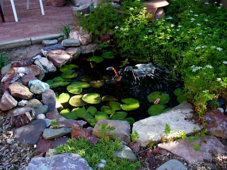 bassin jardin plantes aquatiques