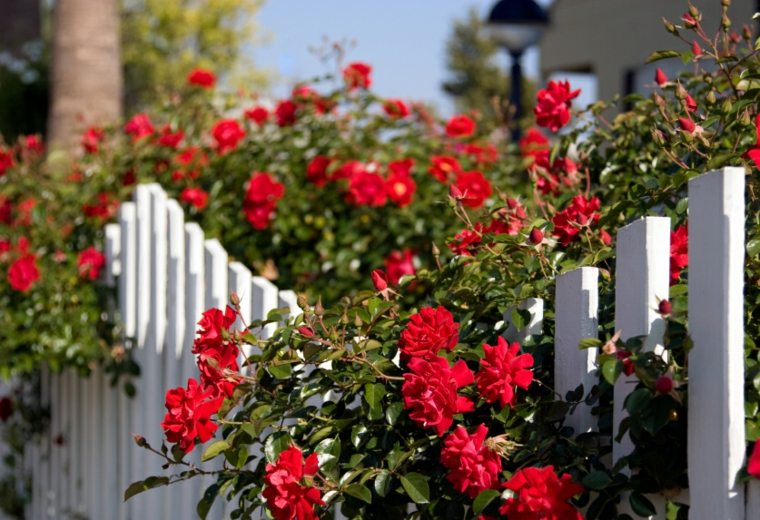 clôture déco roses brise-vue blanche
